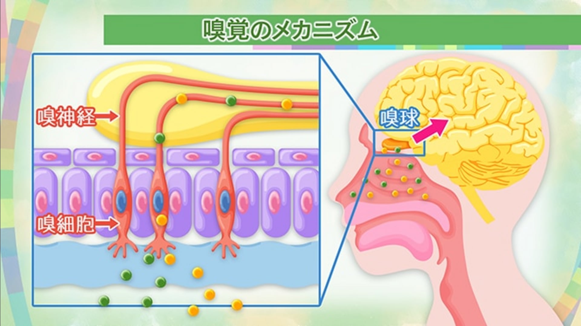 異臭症の症状・原因について - 【公式】横幕鍼灸院