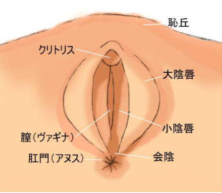 妊婦の内診・腟鏡診はいつから？ 完全ガイド-おむつのムーニー 公式 ユニ・チャーム