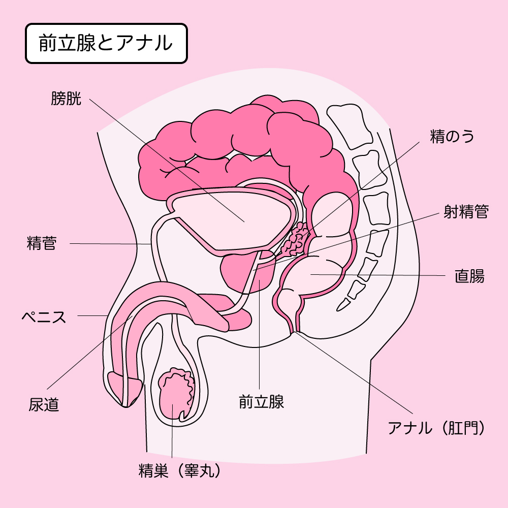 Amazon.co.jp: 【Amazon.co.jp限定】学年一清楚なクラスメイトと奇跡の肛門 マッチング!隠れアナニー好き生徒会長にケツ穴ち○ぽ開発を頼まれたので念願のアナルセックスで大絶叫悶絶イキするまで肛門中出ししまくった。(生写真付きパンツ)(数量限定)(LUNATICS)