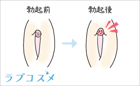 ペニスとクリトリス「勃起・形・メカニズム」の違い【比較完全図解】 | セクテクサイト