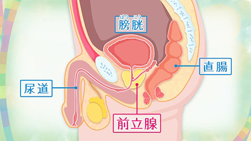 前立腺マッサージのやり方を解説！ドライオーガズムで男性を虜に♡｜ココミル