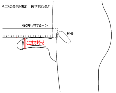 理想のペニスの大きさは!?経験人数や初体験 女のリアルSEX事情を調査 |