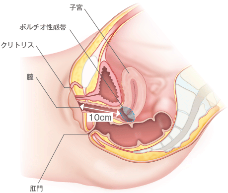 ポルチオセックスのやり方！ ポルチオ開発で奥イキするコツ※体験談あり |