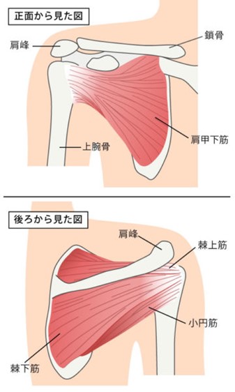 胸の脂肪がとても多く、とてもコンプレックスに感じています。写 - Yahoo!知恵袋