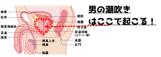 成功事例から学ぶ】男の潮吹きのやり方やコツとは？体験談をもとに解説｜駅ちか！風俗雑記帳