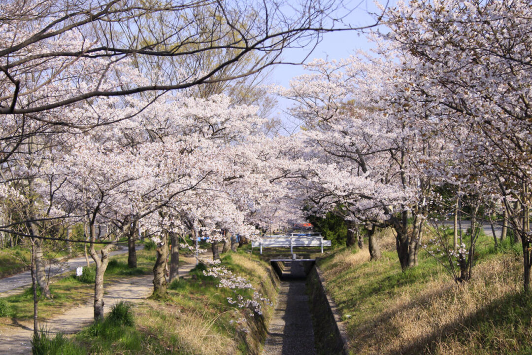 写真 : 旬彩 花さか （ハナサカ）