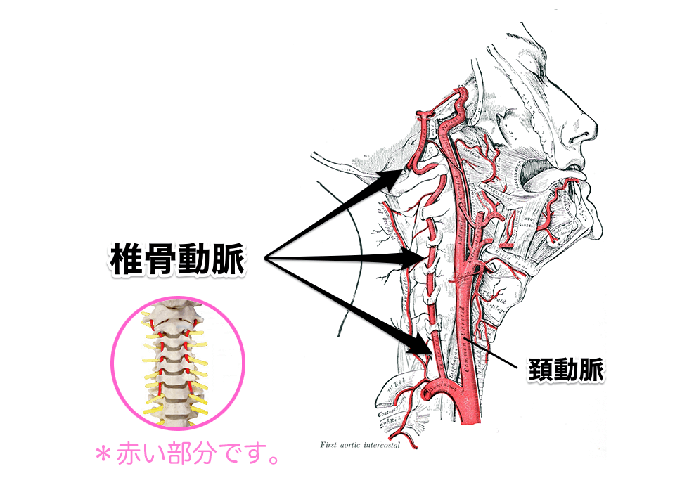 頸動脈狭窄症｜脳神経外科｜石岡循環器科脳神経外科病院｜茨城県小美玉市