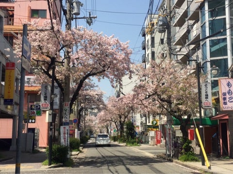 福原桜筋 | はにわちゃんの更級日記