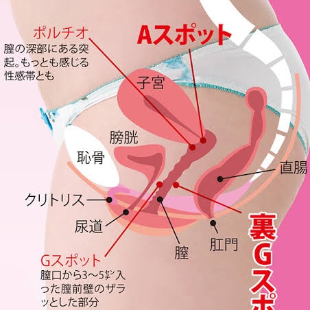 ポルチオとは？産婦人科専門医の丹羽咲江医師が子宮腟部を徹底解説します。 | 腟ペディア