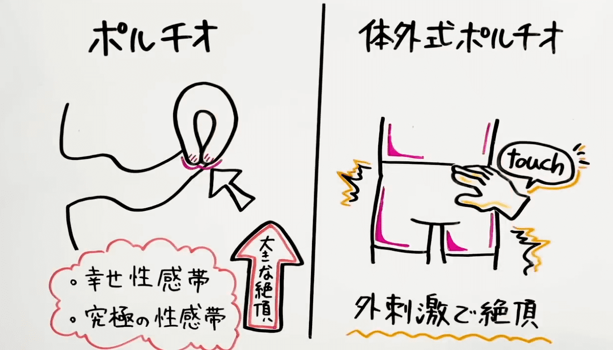 骨盤の解剖学 〜基本構造と臨床での視点〜 | 理学療法士・作業療法士・言語聴覚士の求人、セミナー情報なら【POST】