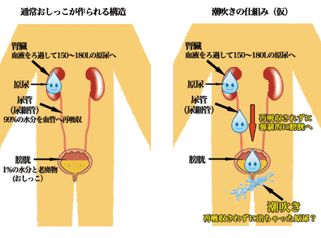 潮吹き・おしっこ の検索結果（197作品）:DEEP'S - ディープス