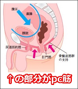 ヤマダモール | エネマグラコバンザメ（正規品） 刺激強め オーガズムチェッカー