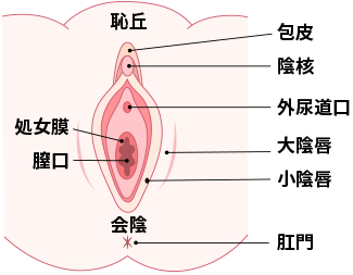 小陰唇の形や大きさの平均は？正しい位置とともに肥大化のセルフチェックを解説｜スワンクリニック銀座