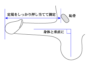 ペニスサイズ：世界ランキング - メンズアカデミー