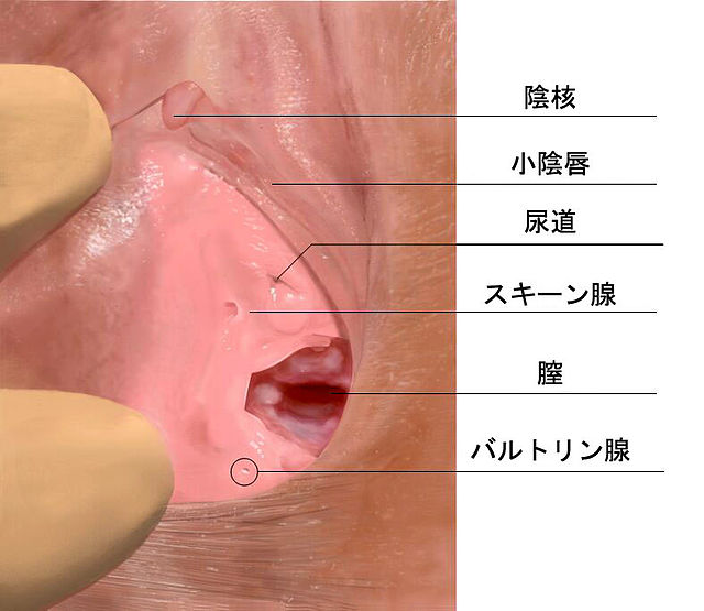 女性の「潮吹き」と「女性の射精」の明確の違いについて - 美容外科｜船橋中央クリニック&青山セレスクリニック