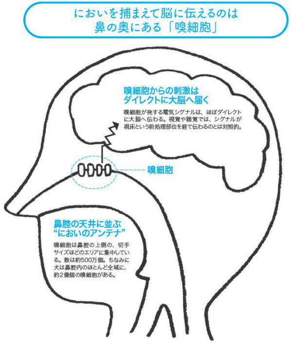 亜鉛の特徴と味覚障害・嗅覚障害を改善するはたらき | 横浜弘明寺呼吸器内科クリニック健康情報局