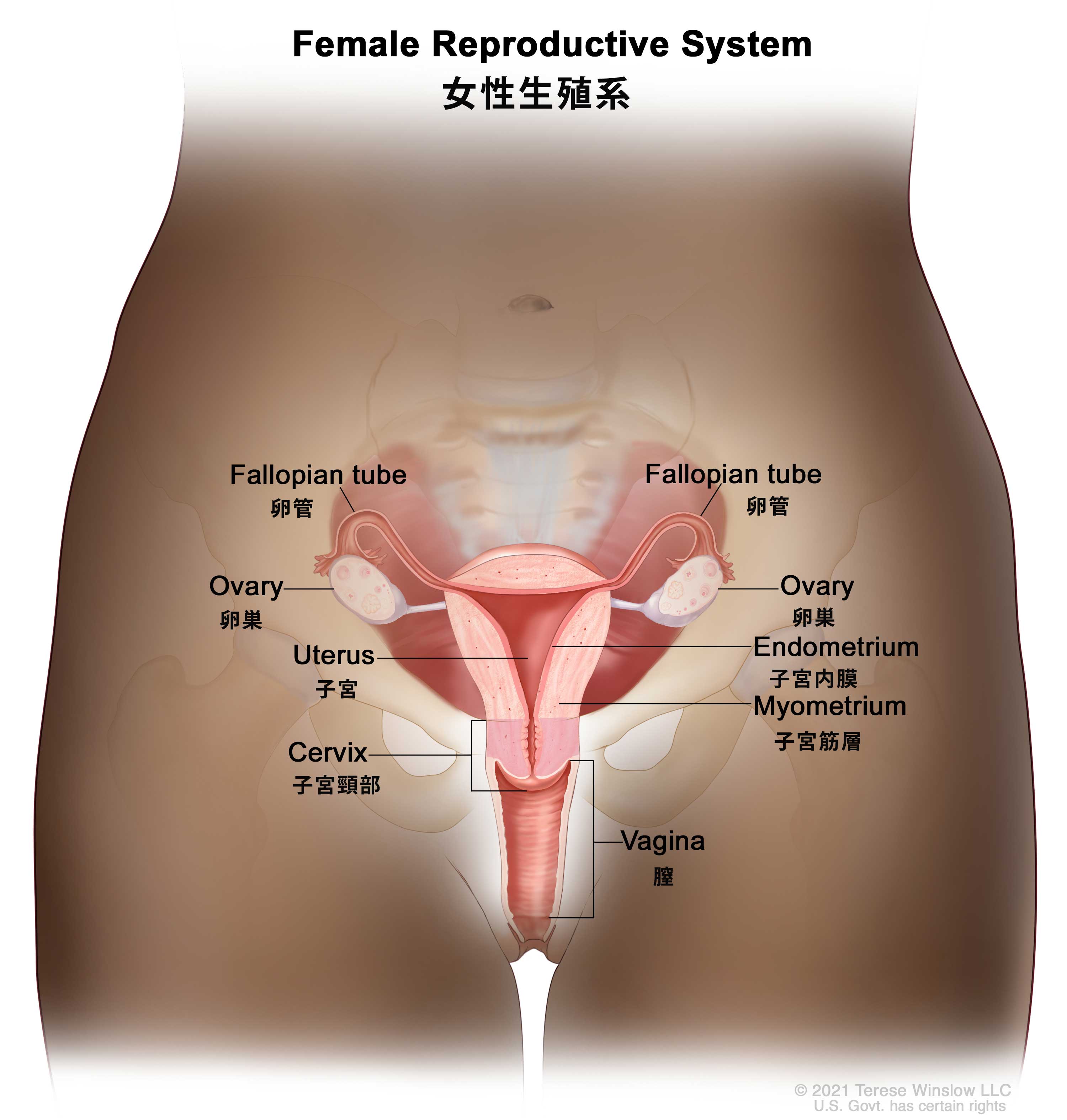 女性のお悩み（膣の違和感）｜東京の婦人科相談は渋谷文化村通りレディスクリニック｜渋谷文化村通りレディスクリニック