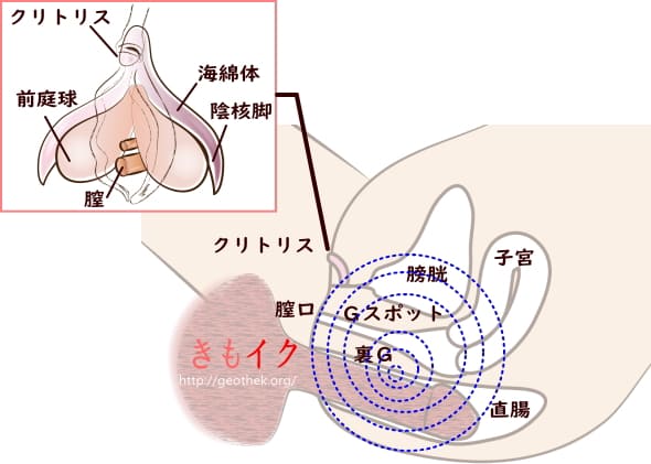 アナル性感開発 やりすぎ肛門検査｜絶対無料のエロ動画