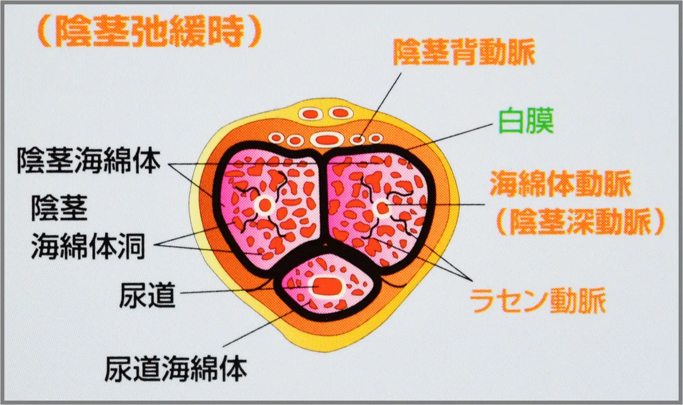 何cm？】科学的にペニスサイズを具体的に判定 - YouTube