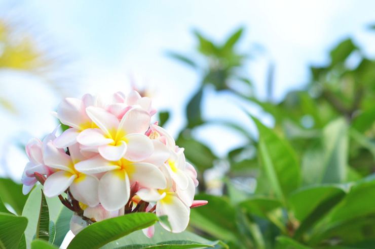 4月2日（満開は4月4日）, とても綺麗に咲いてました🌸, お花はどんなに疲れていても、見てると癒されます。, 店名のflos＝ラテン語で【花】, 　