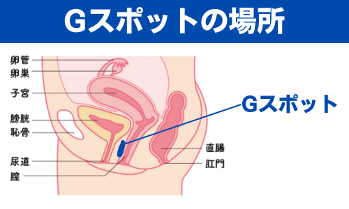 Gスポットの正しい位置とイカせる刺激方法【完全図解】 | セクテクサイト