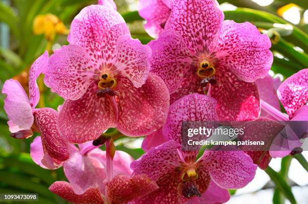 Gallery – Orchid