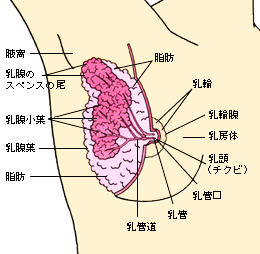 スペンス乳腺圧迫＋乳首開発ナビゲーション音声付き】乳クリトリスの♀イキ神経開発！！！【乳首は男のクリトリス！乳腺で中イキするまで完全調教！】(空心菜館)  - FANZA同人