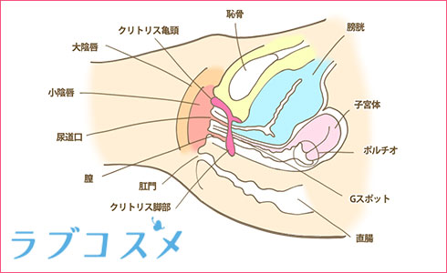 Gスポット開発とは？場所と位置の見つけ方 - 夜の保健室