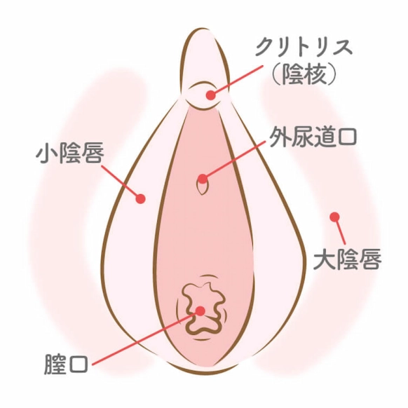 クリトリス包茎とは？悩みを解決する切除手術のメリットやリスクを解説 | コラム一覧｜