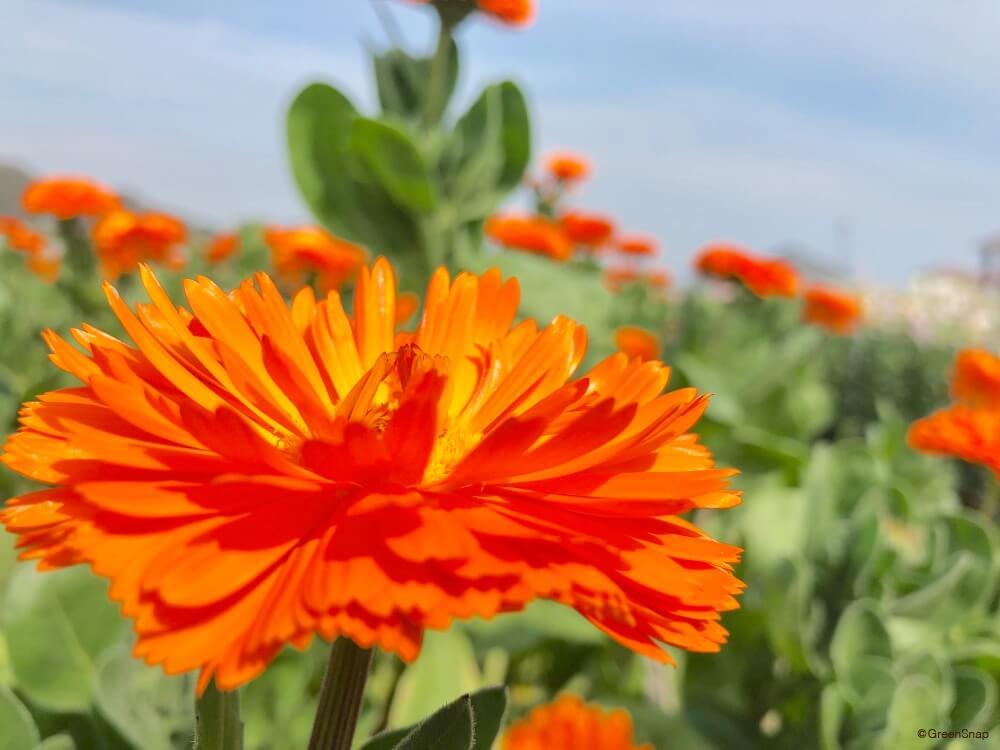 キンセンカ(カレンデュラ)の花言葉】花の特徴や名前の由来、プレゼントにおすすめのシーンは？