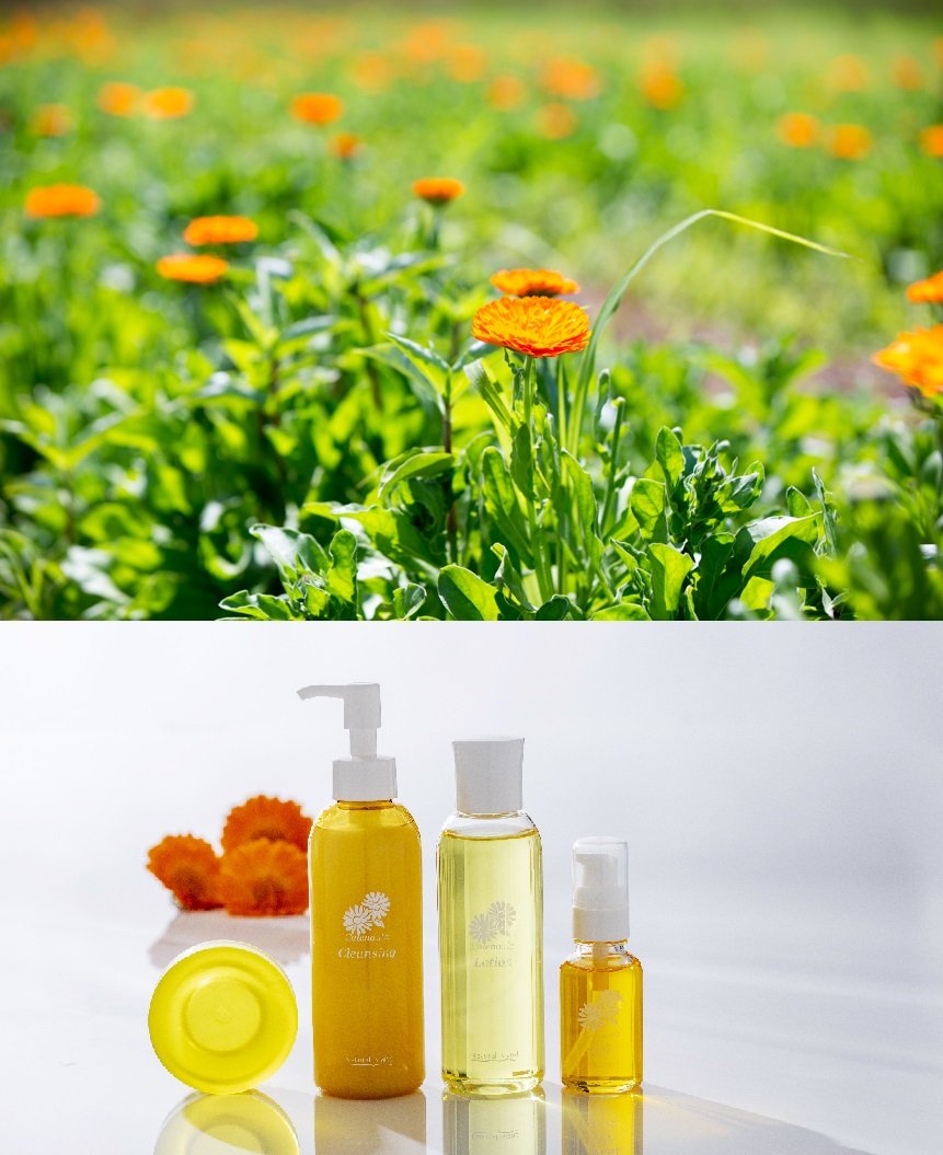 Calendula officinalisが花を咲かせない理由：原因と解決策