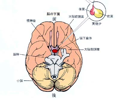 病気 | 肩こりや首こりの解消と改善なら鍼灸マッサージ院の肩こりラボ｜学芸大学徒歩1分