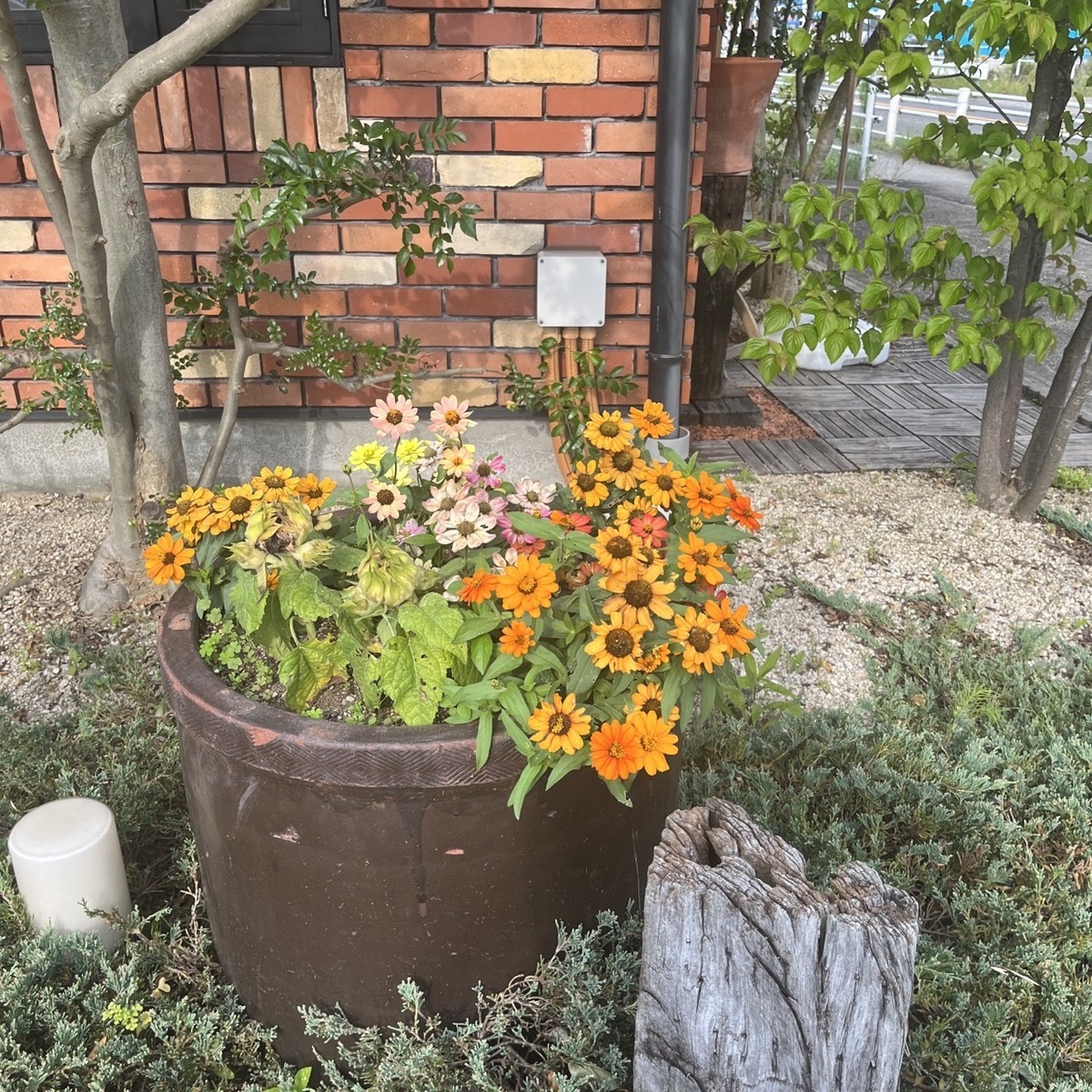 故郷の花 | さんかく屋根の下