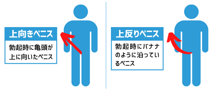 上反りちんこの長さの測り方を教えてください -以前自分のちんこの長さ- その他（性の悩み） |