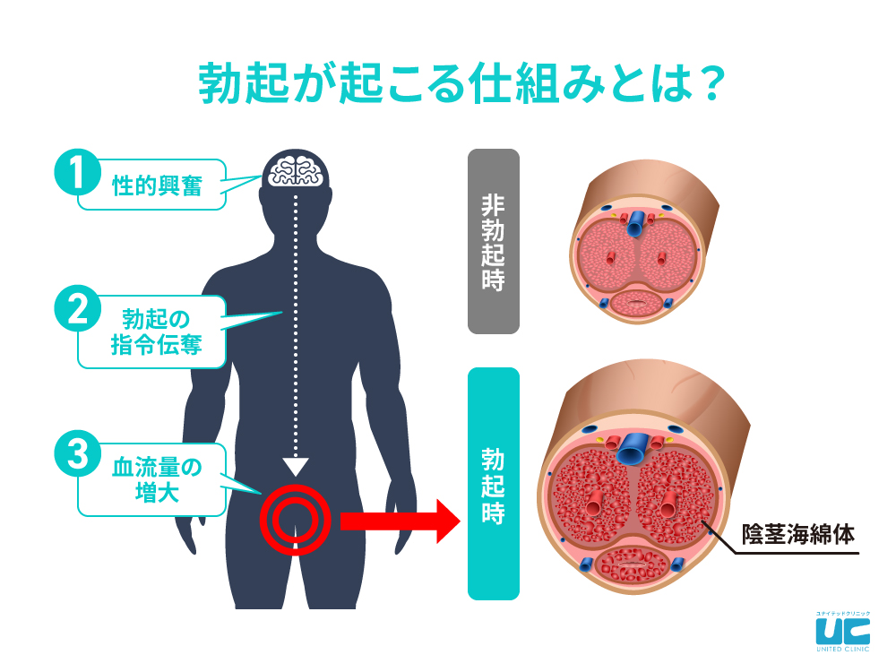 パンツに浮き出る勃起ちんぽをご覧ください。