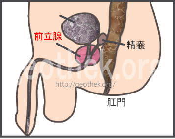 楽天ブックス: 【数量限定】おしりの穴 アナルが広がって気持ちいい…「お兄ちゃんの為なら何でも出来るよ…」いもうと ゆう