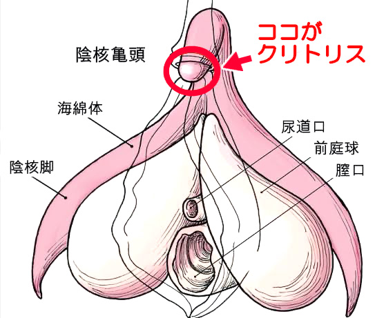 ギネス新記録「世界小さな結び目」! その大きさは分子レベル -