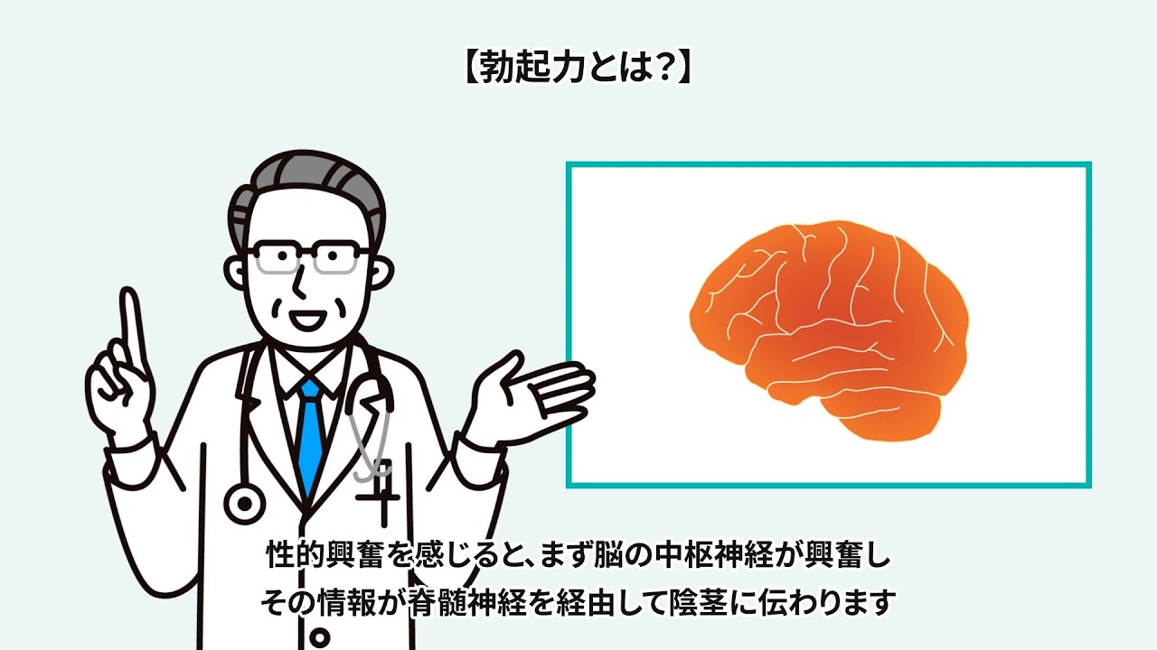 フル勃起しない2つの原因と対処法とは？心因性と器質性の問題を徹底解説 | ザヘルプM