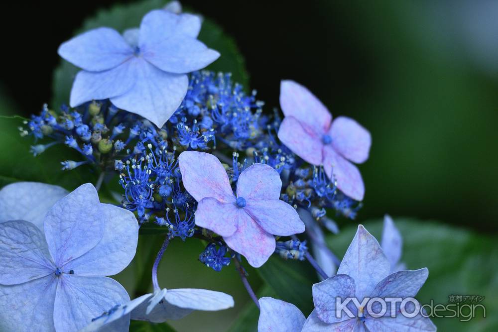 雨の京都も人気です◎梅雨時期にあえて訪れたい“京都の名所”、集めました | キナリノ