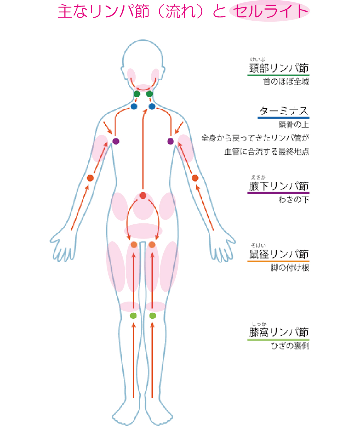 セルライト除去と鼠蹊部リンパ流しの方法