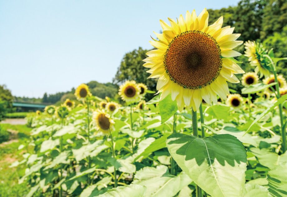 2021年開花情報 南足柄市『リコリス（彼岸花）』が咲き始めています | アシガラッテ