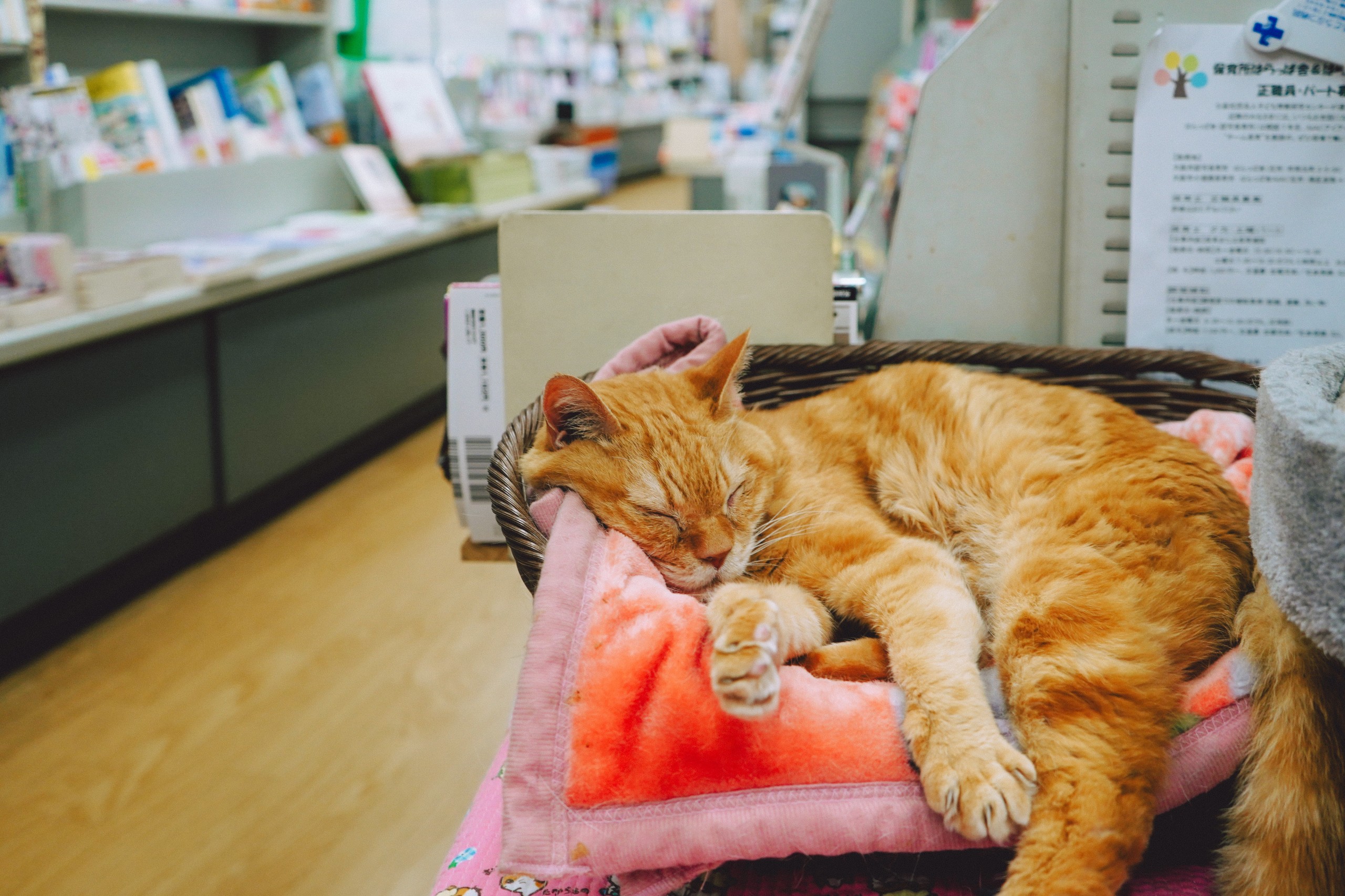 お店紹介｜京都・祇園のピンサロ求人なら猫弁天