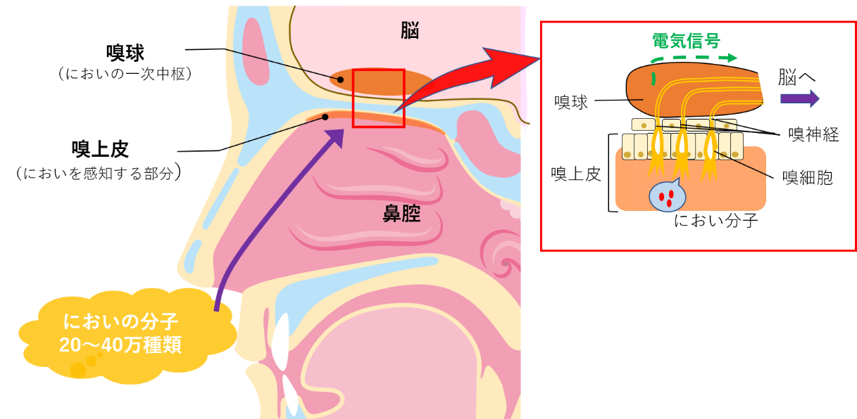 嗅覚障害の症状・原因について - 【公式】横幕鍼灸院