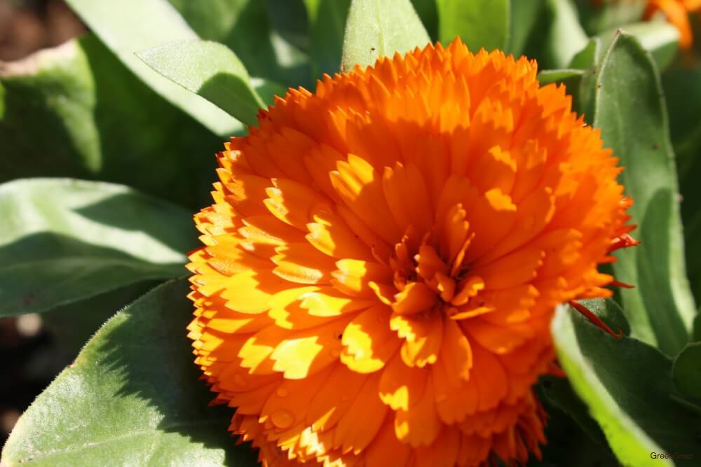 Calendula (Marigold) –