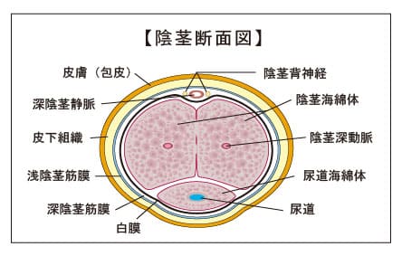 名前のインパクト強すぎ！鹿児島名物「ちんこだんご」 その由来を調べてみた(全文表示)｜Jタウンネット