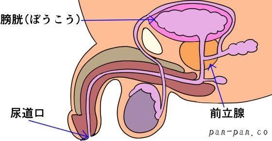 アネロスを挿入しながら電マを使えば手軽にアナルオーガズムを楽しめる | アネドラ