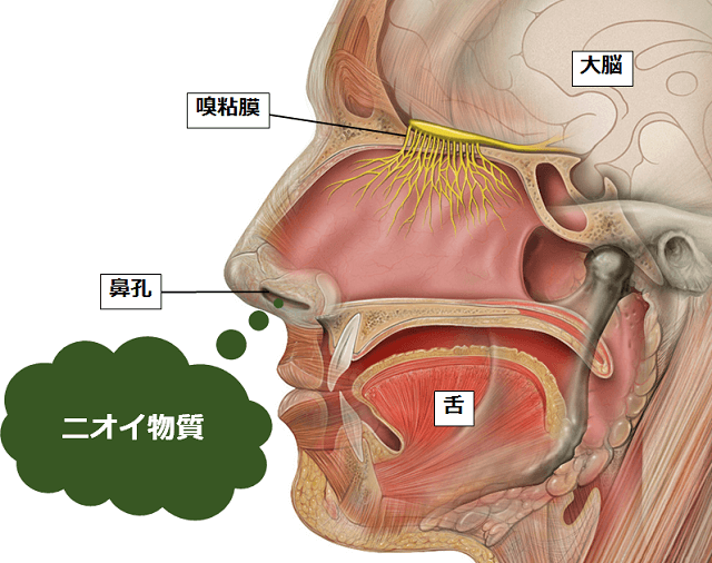 体感！味覚・嗅覚が研ぎ澄まされる！マインドフルネス瞑想｜心で繋がるコミュニティ - 株式会社ジョイン