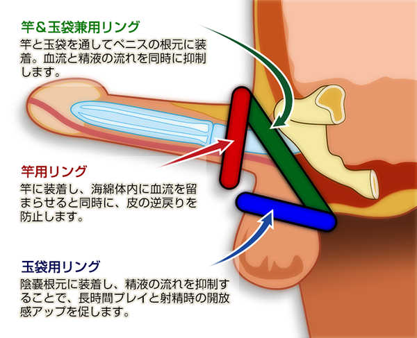 コックリング（ペニスリング）とは？正しい使い方や危険性も徹底解説【医師監修】 | 新橋ファーストクリニック【公式】