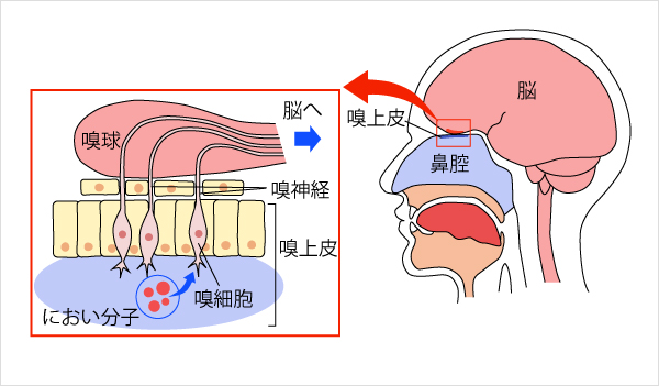 心理・行動に影響を与えるにおいと受容体の仕組み