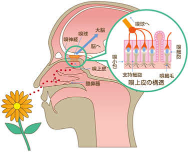 嗅覚障害、命に関わる危険も 意識して嗅ぐ訓練で治す - 日本経済新聞